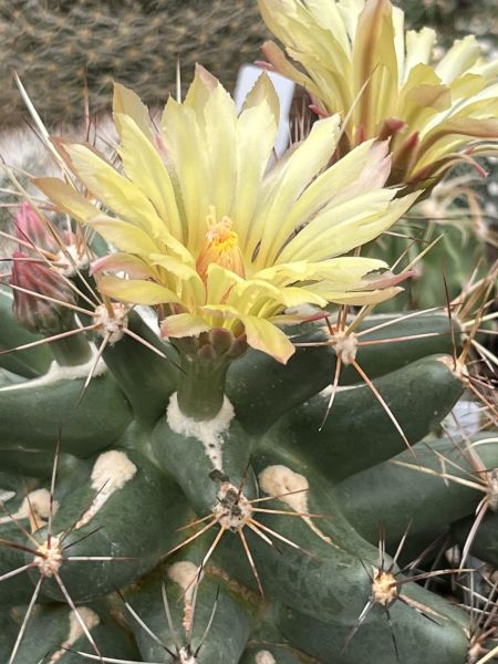 Coryphantha scheeri var. robustispina - MG133.45